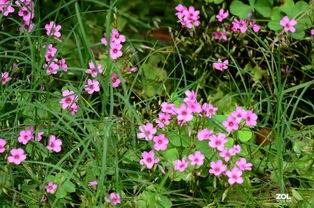 花卉系列1157 自然之美的永恒綻放