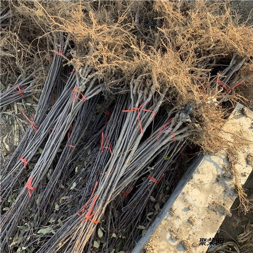 美國八號蘋果苗 基地信息、種植技術與市場報價