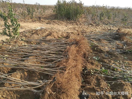 櫻桃樹種植全攻略 關注渠道、樹苗購買與種植技術咨詢指南