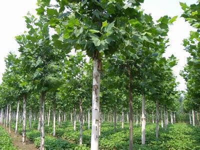 一級白蠟樹市場行情與棗莊苗木種植技術全解析