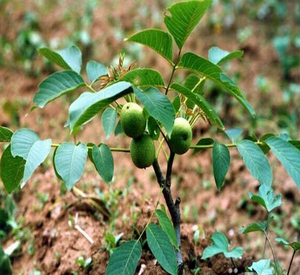 四川核桃苗種植技術與咨詢服務指南