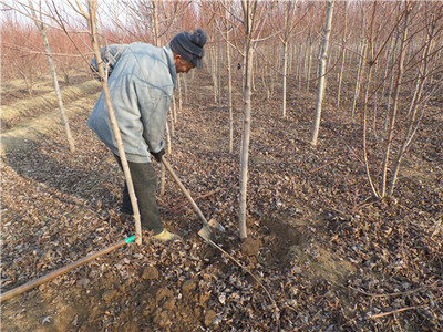 金楓綠化 美國紅楓價格走勢分析、苗木種植及技術咨詢一站式服務