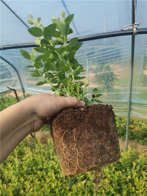 泰安市典范苗木 專業種植與全方位技術咨詢指南